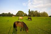 IMG_0548