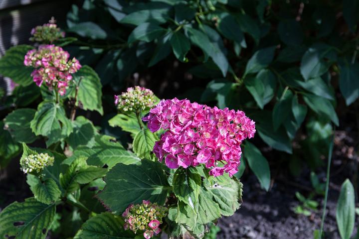 IMG_5705.jpg