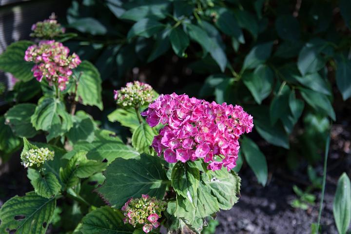 IMG_5707.jpg